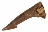Fossil Sawfish (Onchopristis) Rostral Barb - Morocco #219877-1